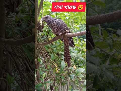 পাখি 💛🍂 #birds #shorts #shortvideo #foryou #foryoupage #subscribe #foryo @RimiNaskar672