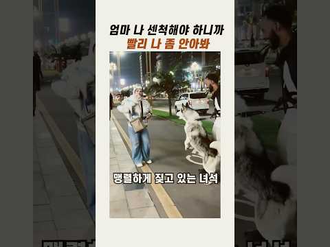 엄마 나 센척해야 하니까 빨리 안아봐 #귀여운강아지 #<strong>포메라니안</strong> #댕댕이