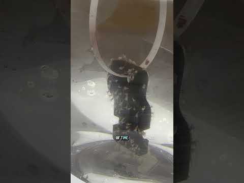 How Georgia Aquarium Works - Raising Jellies!