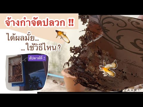 จ้างกำจัดปลวก-วางเหยื่อล่อ-คุ้ จ้างกำจัดปลวก-วางเหยื่อล่อ-คุ้