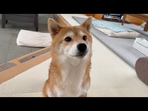 福ちゃんが元気なだけで家族みんな嬉しくて幸せです
