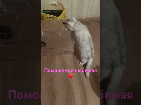 Любимая помощница-распаковщица #рекомендации #shorts #cat #кот #котик
