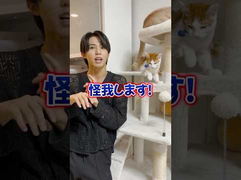 子猫のうちにしつけて良かったこと3選 #猫のいる暮らし #タロー社長 #子猫