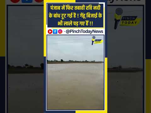 पंजाब में फिर तबाही रवि नदी के बांध टूट गई है ! गेंहू बिजाई के भी लाले पड़ गए हैं !!