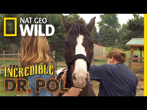 Examining a Horse for Parasites | Incredible Dr. Pol
