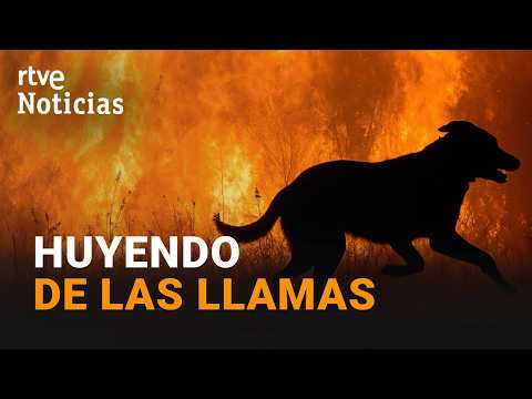 Incendio Almería | Buscan a los animales supervivientes que huyeron de las llamas | RTVE Noticias