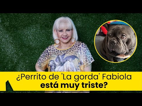 Perrito de ‘La gorda’ Fabiola está más unido a ‘Polilla’