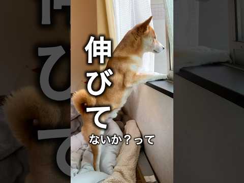 成長期こと柴犬こむぎ #犬 #dog #犬のいる生活