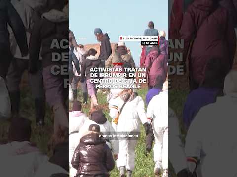 Activistas tratan de irrumpir en un centro de cría de perros beagle