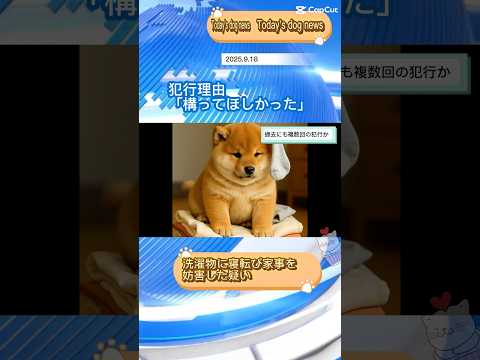 かまって欲しかったんです…😭🐶ぽっちゃり柴犬もふまるの日常🐶❤️ #柴犬 #癒し動画 #癒し #かわいい #おもしろ #犬