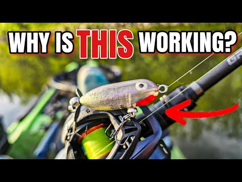 This 'DEAD' Lure Suddenly Catches EVERYTHING!