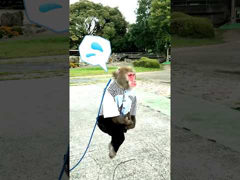 真夏のコンクリートが想像以上に熱かったお猿さんの反応