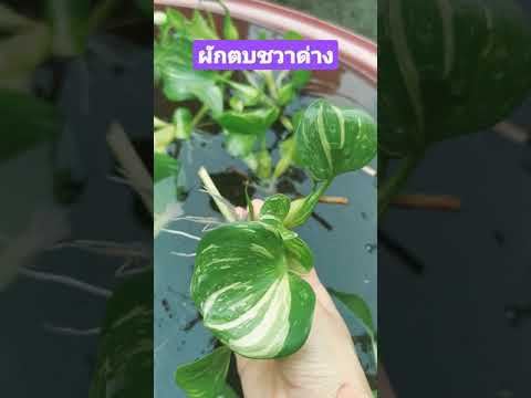 ไม้ด่าง-ผักตบชวาด่าง-ไม้น้ำ-ไม ไม้ด่าง-ผักตบชวาด่าง-ไม้น้ำ-ไม