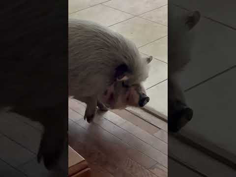 Midday #pigbump #smcfritters #pigsofyoutube