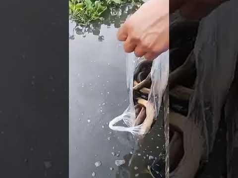 ปล่อยปลาไหล-ต่อชีวิตให้พวกเจ้า ปล่อยปลาไหล-ต่อชีวิตให้พวกเจ้า
