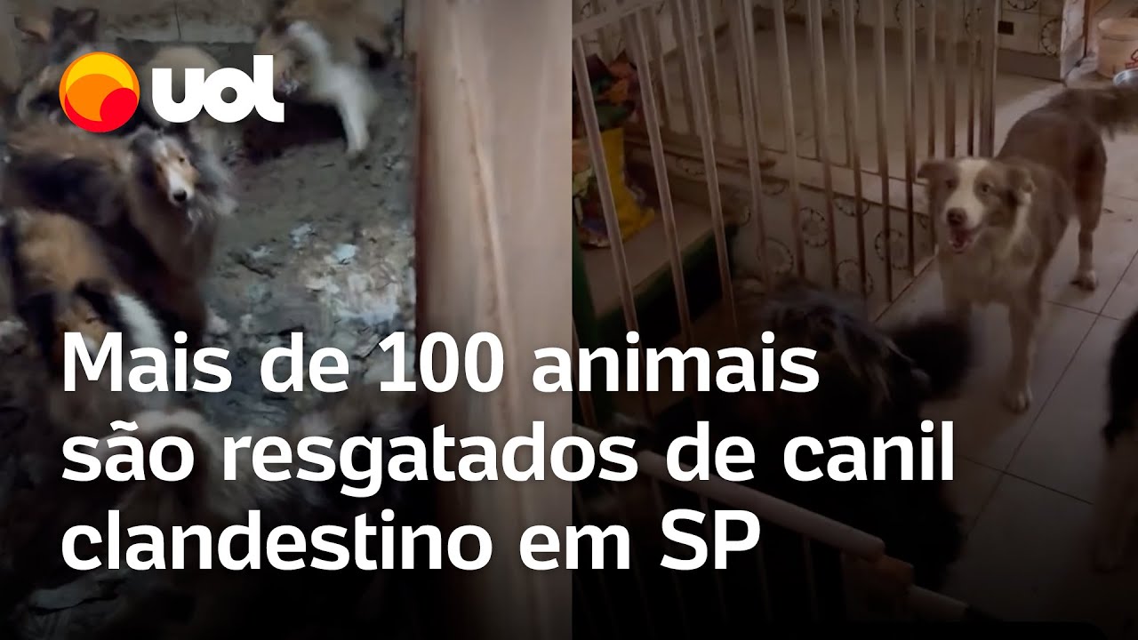 Mais de 100 animais são resgatados de canil clandestino em Embu das Artes SP vídeo