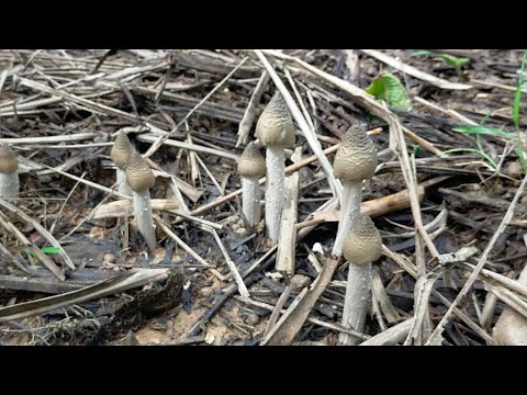 🍄เป็นตาสะออนขาเห็ดปลวกโพนนี้ขา