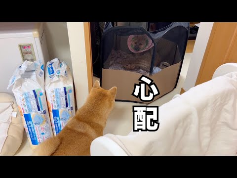 手術後の弟柴を心配しそっと見守る姉柴犬が尊すぎました
