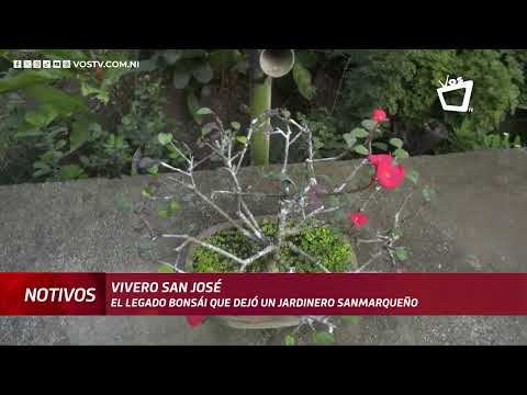 “Vivero San José”, el legado bonsái que dejó un jardinero sanmarqueño