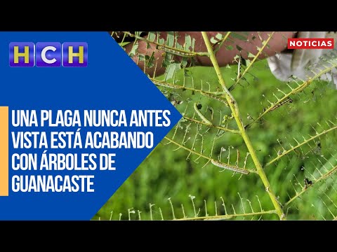 ¡Alarma en Olancho! Una plaga nunca antes vista está acabando con árboles de Guanacaste