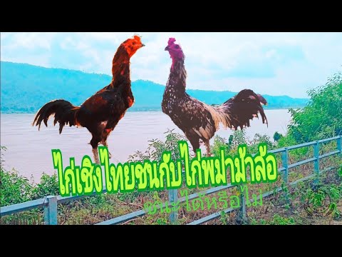 ไก่เชิงที่-ไปตีกับไก่พม่าม้าล้ ไก่เชิงที่-ไปตีกับไก่พม่าม้าล้