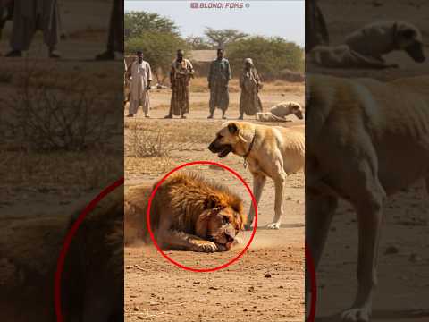 Even Wild Animals Like Lions Are Afraid Of Kangals! サムネイル