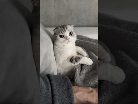 猫の動画サムネイル - 👶？🐱？ #猫 #cat