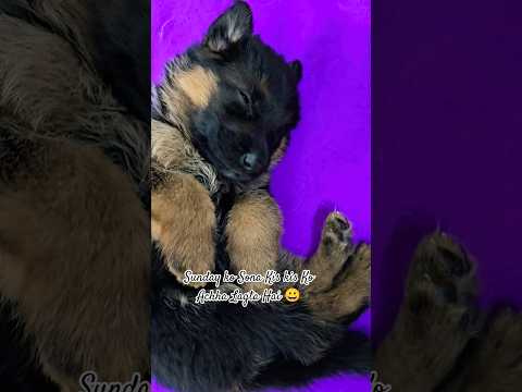 Kya Aap Bhi Is Category Me Ho 🤩🤩 #dog #pets #puppy #dogshorts #doglife