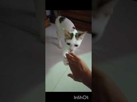 গুলু আমার হাতই খেয়ে ফেলতেছে😋 #shorts #funny #cat #tranding