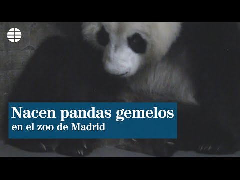 Nacen osos pandas gemelos en el Zoo de Madrid