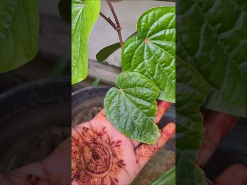 दीवाली पर दिए light बिल्कुल न जलाएं #houseplants #gardening #plantcare #comedy #ytshorts
