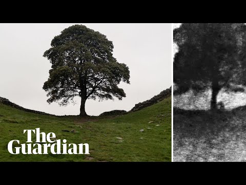 Footage purporting to show moment Sycamore Gap tree felled showed in court