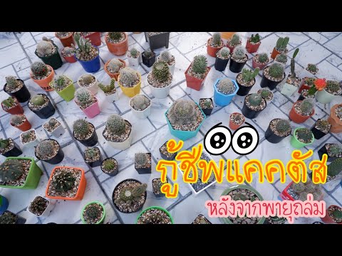 ภาระกิจ-กู้ชีพแคคตัสหลังจากโดน ภาระกิจ-กู้ชีพแคคตัสหลังจากโดน