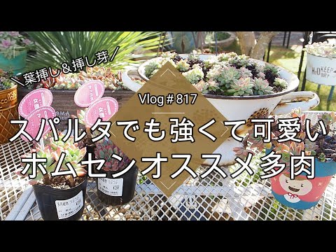 【Vlog817】【多肉植物】スパルタでも強くて可愛い💖ホムセンオススメ多肉【葉挿し&挿し芽】
