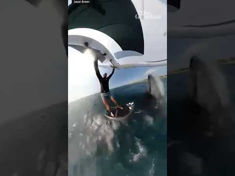 Moment whale body-slams wingfoiler at Sydney beach