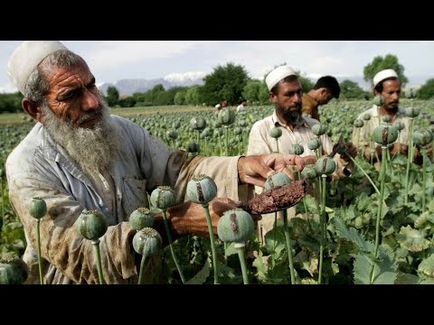 La producción de opiáceos, un impulso económico para Afganistán • FRANCE 24 Español