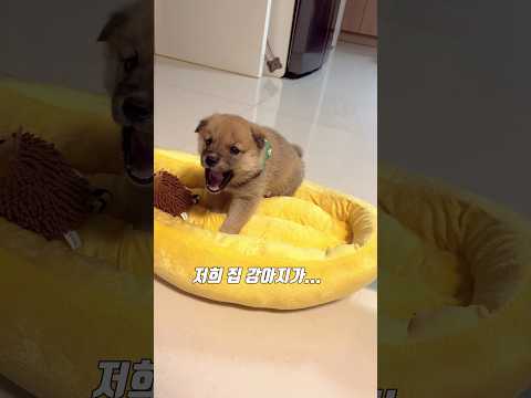 생후 2개월 강아지의 충격적인 불만사항 대공개 (feat.강아지번역기) #강아지속마음 #댕댕이 #shorts #억울