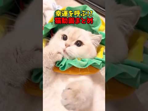 猫の動画サムネイル - 笑う門には福来る #猫 #cat #cats #cute