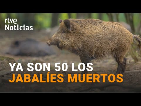 PESTE PORCINA | Hallan otros DIEZ JABALÍES MUERTOS en la zona de BARCELONA afectada por el BROTE