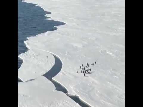 Стая пингвинов убегает от раскалывающегося льда / Penguins Running From Breaking Ice