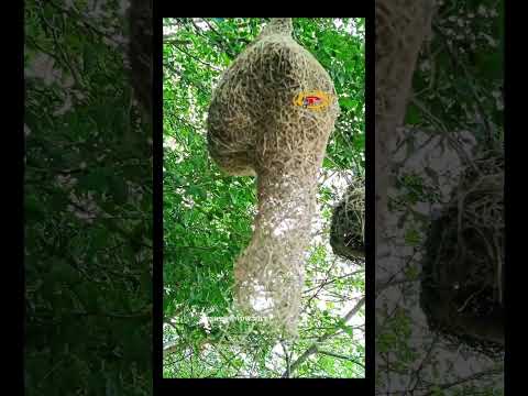 ฝูงนกกระจาบสร้างรังเป็นหมู่บ้า