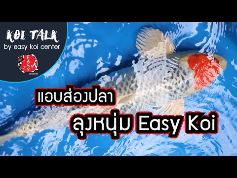 Koi-Talk-EP.6-แอบส่องปลาคาร์ฟ- Koi-Talk-EP.6-แอบส่องปลาคาร์ฟ-