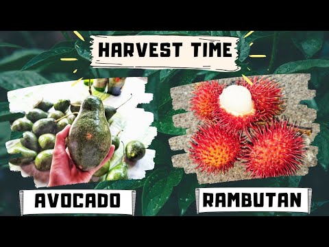 Avocado + Rambutan Harvest Time