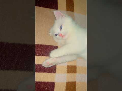 Funny videos 😜#cutecat #funnycat #catvideos #shortsfeed #subscribe #cat #short #shortvideo #kitten