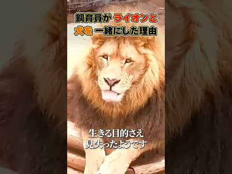なぜ飼育員はライオンとダックスフントを一緒にしたのか？