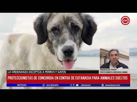Proteccionistas de Concordia en contra de eutanasia para animales sueltos