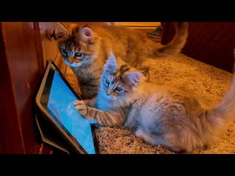 Silly Maine Coon Kittens Go Fishing!  🎣😸😺🎣 #cat #kittens #cute #funny #pets #apple #ipad