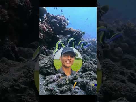 रिबन की तरह दिखने वाला | समुद्री जीव जो निश्चित आकार पर जाकर अपनी जेंडर बदल लेता है #shorts