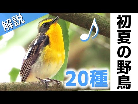 超入門！初夏に見る鳥20種【解説・鳴き声】