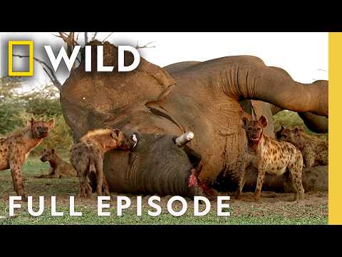 Ruthless Game of Survival (Full Episode) | Africa's Deadliest: Botswana | Nat Geo Animals